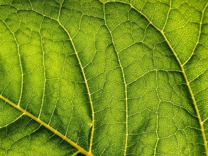 Solar Panel Efficiency vs. Photosynthesis