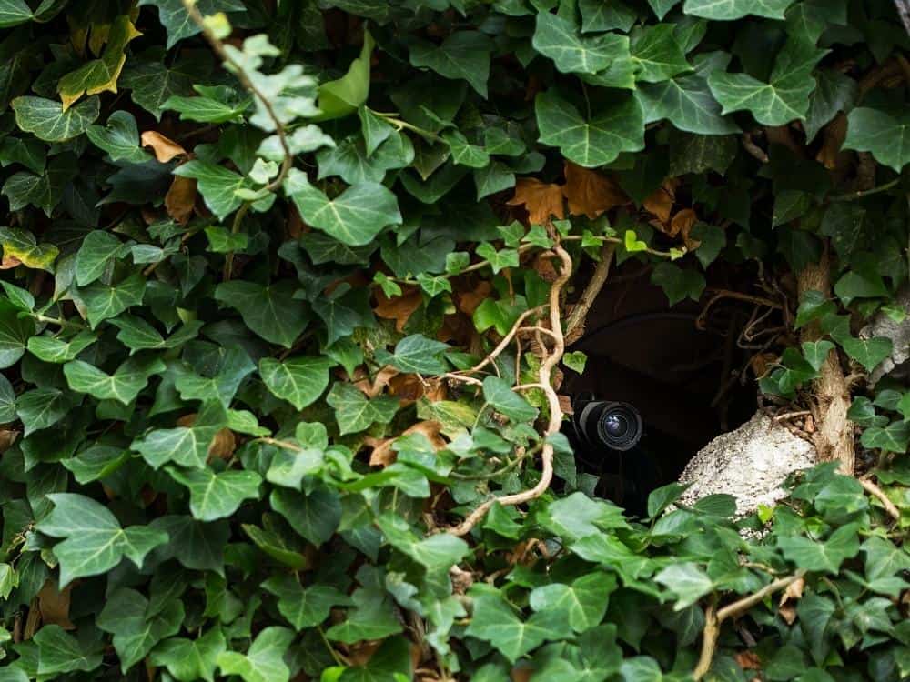 How Do I Hide My Wyze Camera? (Clever Ideas)