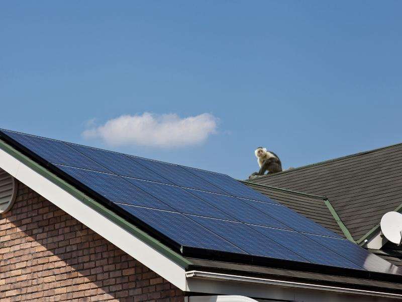 Protect Solar Panels From Monkeys and Other Animals