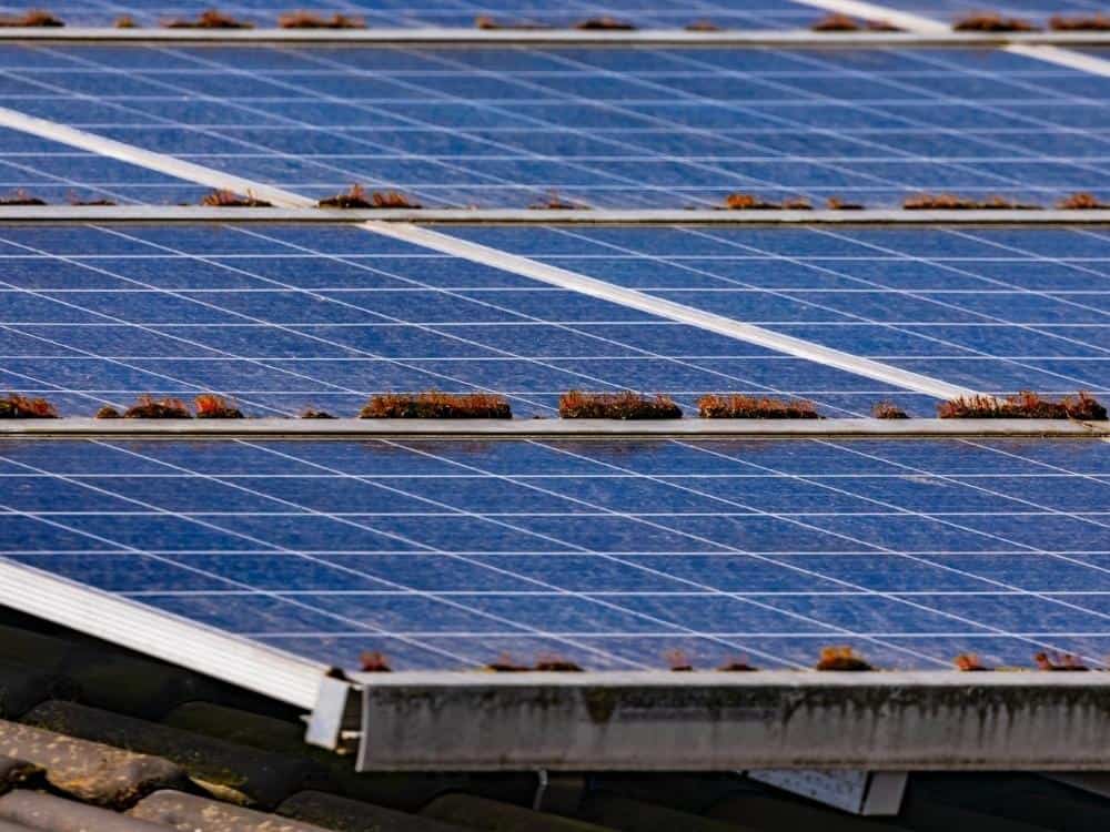 Moss Under Solar Panels (What To Do)