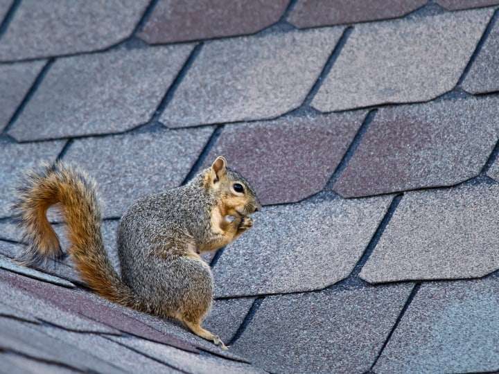 Squirrel on a Roof